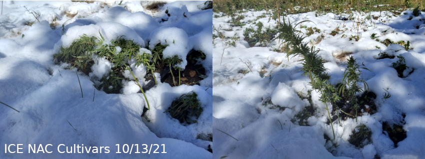 ICE NAC Cultivars Snow 10/13/21