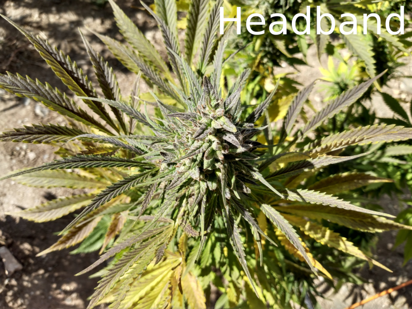 Headband