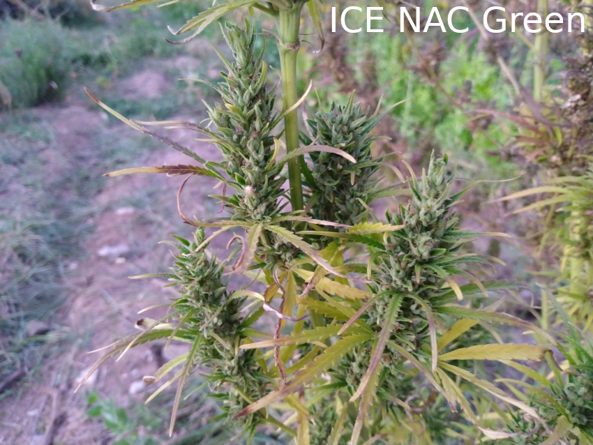 ICE NAC Green