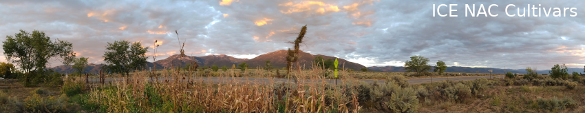 Cultivars Header