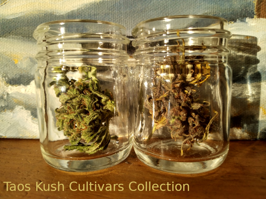 Taos Kush Cultivars Collection