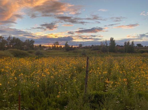 Outdoor field