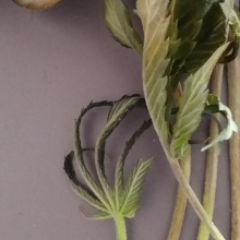 TPNL5 Cola damaged 10/12 by snow, harvested 10/17
